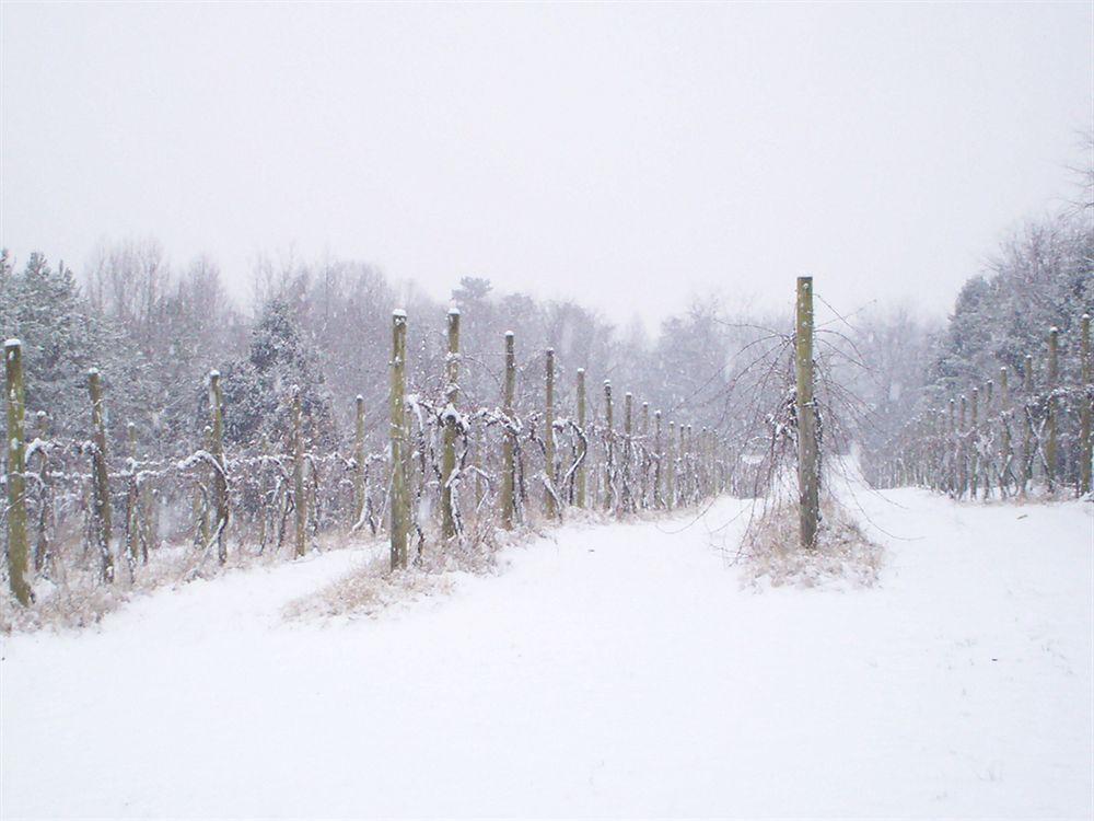 High Meadows Vineyard Inn Scottsville Kültér fotó